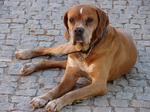 Resting Portuguese Pointer dog