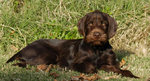 Resting Pudelpointer dog