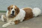 Resting Pyrenean Mastiff 