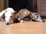 Resting Rampur Greyhound dogs