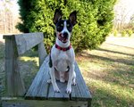 Resting Rat Terrier dog