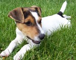 Resting Russell Terrier dog