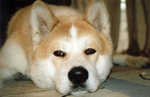 Resting Sakhalin Husky dog