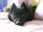 Resting Schipperke dog