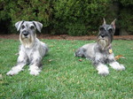 Resting Schnauzer, Standard dogs 