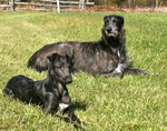 Resting Scottish Deerhound dogs