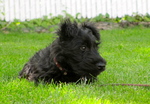 Resting Scottish Terrier dog