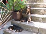 Resting Serbian Hound dogs