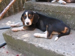 Resting Serbian Tricolour Hound 