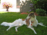 Resting Silken Windhound 