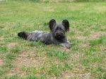 Resting Skye Terrier dog 