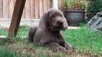 Resting Slovakian Rough-haired Pointer puppy