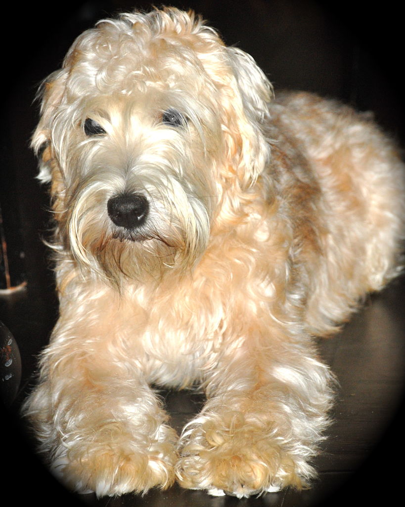 Resting Soft Coated Wheaten Terrier Photo And Wallpaper Beautiful