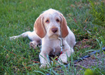 Resting Spinone Italiano dog