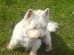 are sporting lucas terrier hypoallergenic