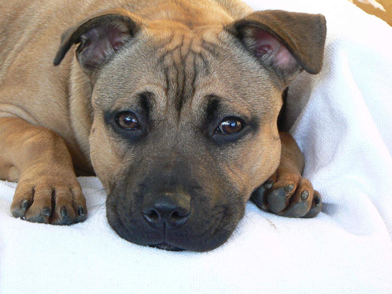Resting Staffordshire Bull Terrier photo and wallpaper. Beautiful