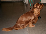 Resting Sussex Spaniel 