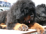 Resting Tibetan Mastiff 