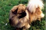 Resting Tibetan Spaniel