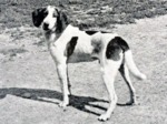 Retro Trigg Hound dog