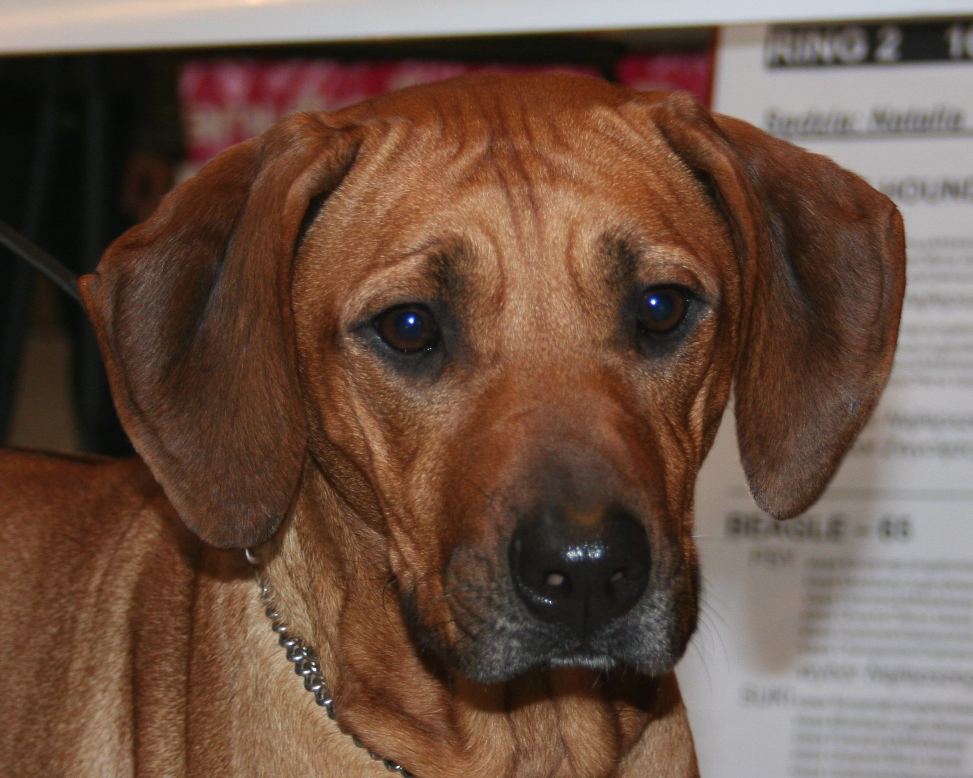 redbone coonhound rhodesian ridgeback mix