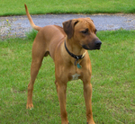 Rhodesian Ridgeback dog on the grass 