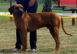 Rhodesian Ridgeback near the owner