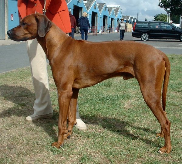 Rhodesian Ridgeback wallpaper