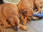 Rhodesian Ridgeback puppies