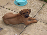 Rhodesian Ridgeback puppy