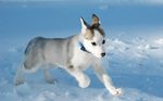 Running Canadian Eskimo dog