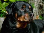 Rottweiler dog face