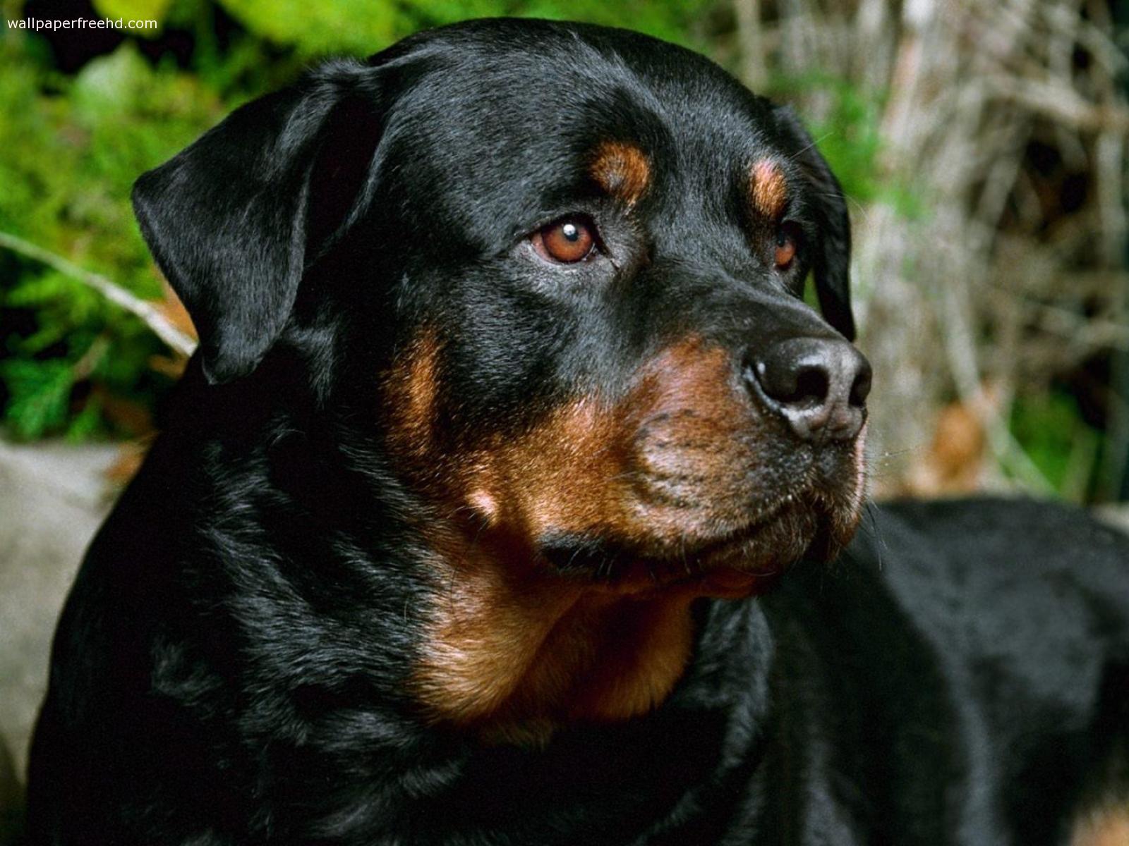 Rottweiler papier peint de visage de chien