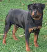 Rottweiler dog on the grass