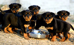 Rottweiler puppies