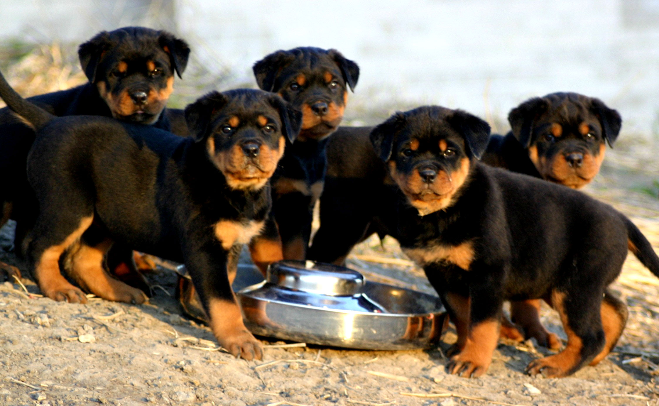 Rottweiler puppies photo and wallpaper. Beautiful Rottweiler puppies ...