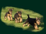 Running Airedale Terrier green