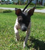 Running American Hairless Terrier puppy