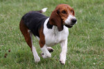 Running Black and Tan Virginia Foxhound dog