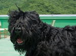 Running Black Russian Terrier dog