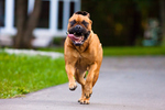 Running Bullmastiff dog