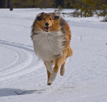 Running Collie Rough 