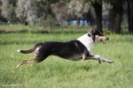 Running Collie Smooth dog