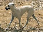 Running Cretan Hound dog