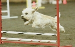 Running Dandie Dinmont Terrier