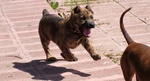 Running Dogo Sardesco puppy