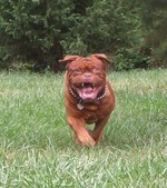 Running Dogue de Bordeaux dog 