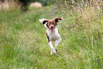 Running Drentse Patrijshond dog