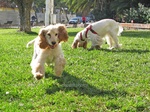 Running English Cocker Spaniel dogs