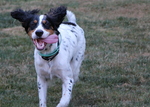 Running English Setter dog